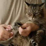 Qual è la frequenza ideale per tagliare le unghie al gatto? Cosa succede se si aspetta troppo
